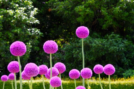 ALLIUM FLOWERS - nature, allium, flowers, stems