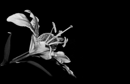 * - black, flowers, white, flower