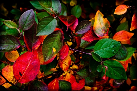 Nature - leaves, nature, leaf, colours