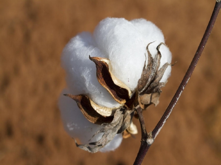 Nature - nature, cotton, garden, flower