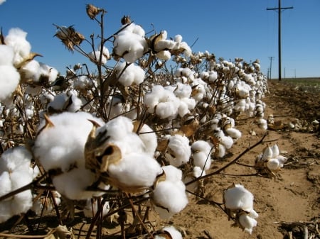 Nature - nature, cotton, flowers, garden