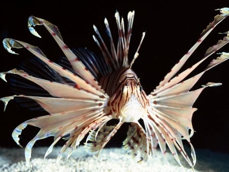 Lionfish