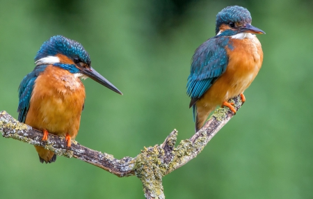 *** Kingfishers *** - animal, animals, bird, birds