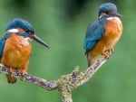 *** Kingfishers ***