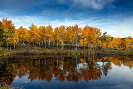 *** Autumn Forest *** - fall, autun, forest, nature