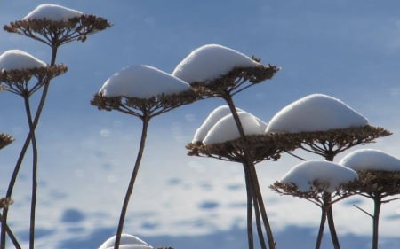 Snowcaps - flowers, clouds, winter, nature, photography, snow, sky