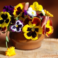 To my friend Emma