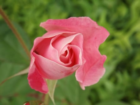 Beauty Pink Rose - nature, macro, beauty pink rose, outdoor, flower