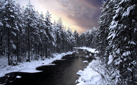 Winter River - sky, light, water, winter, evergreens, nature, white, forest, cold, snow, river, clouds