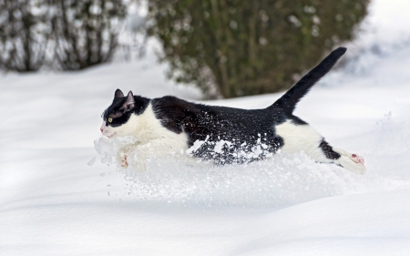 Snow cat - sleepy, cute, beautiful, cat, sleeping, kitty, cats, hat, cat face, paws, face, animals, pretty, beauty, sweet, kitten, lovely