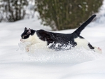 Snow cat