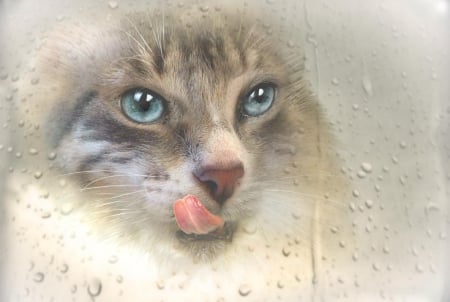 Cat - sleepy, cute, beautiful, cat, sleeping, kitty, cats, hat, cat face, paws, face, animals, pretty, beauty, sweet, kitten, lovely