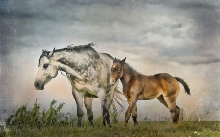 Best friends. - Field, Animal, Horse, donkey