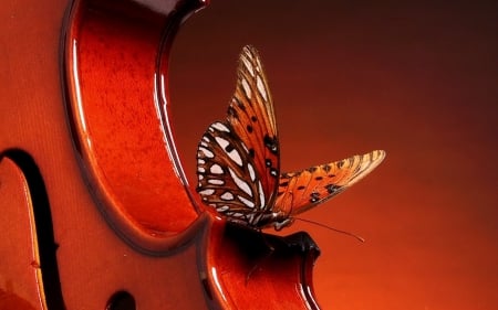 Butterfly - music, beauty, violin, butterfly