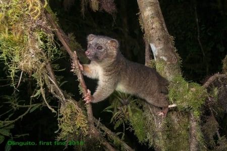 Olinguito - bear, cute, find, adorable, wild, animals