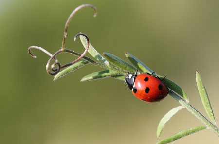 Ladybug - insect, ladybug, beautiful, wild