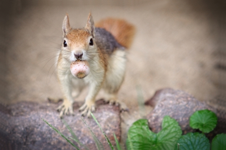 Squirrel - animal, forest, squirrel, wild