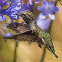 Humming bird