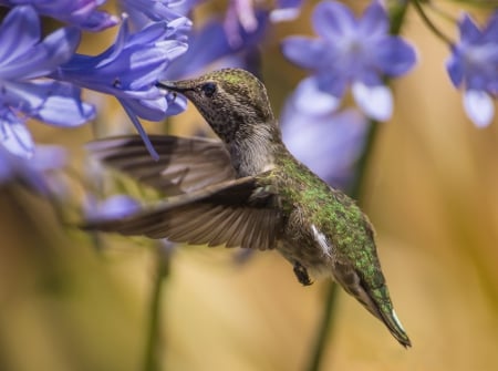 Humming bird - nature, bird, flower, humming bird