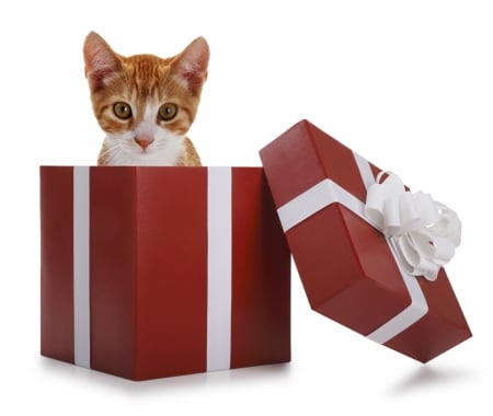 The Presentâ™¥ - white, red, bow, present, kitten, lovely, ginger