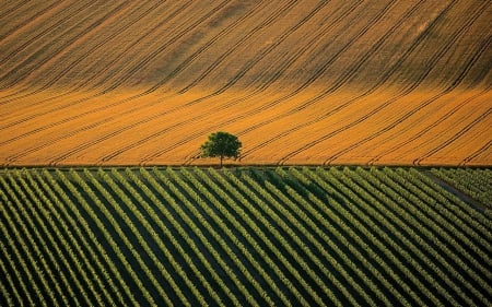 Agricultural landscape near Cognac, Charente, France