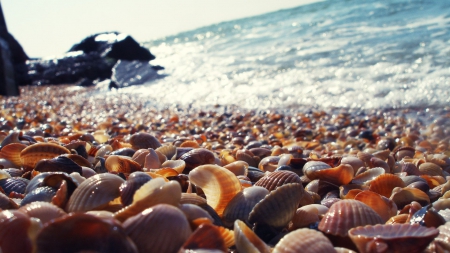 Black Sea - summer, shine, water, photo, beach, nice, sunlight, photography, sea, nature, shells, bulgaria