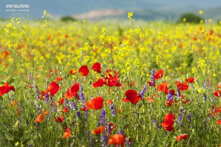 Beautiful May Field - red, pretty, beautiful, flowers, photo, spring, yellow, nice, photography, field, nature, bulgaria