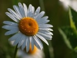 *** White daisy ***