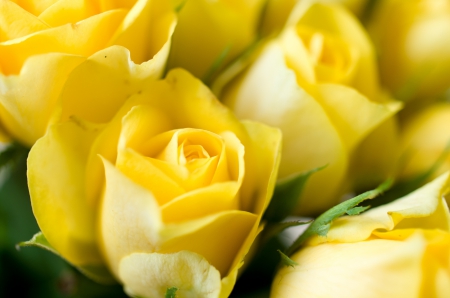 *** Yellow roses *** - flower, roses, flowers, yellow, nature