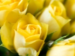 *** Yellow roses ***