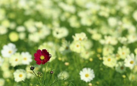 *** Flowery meadow *** - flowers, meadow, flower, nature