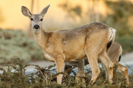 *** Deers *** - animal, nature, animals, deer