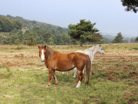 *** Horses on meadow *** - horses, field, nature, meadow