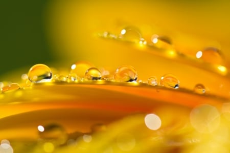 *** Droplets of dew ***