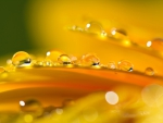 *** Droplets of dew ***