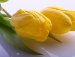 â™¥ Yellow tulip  â™¥