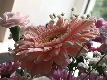 â™¥ Pink gerbera  â™¥ - nature, flowers, gerbera, flower