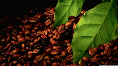 Roasted Coffee Beans - beans, coffee, coffee beans, coffee bean, roasted coffee beans