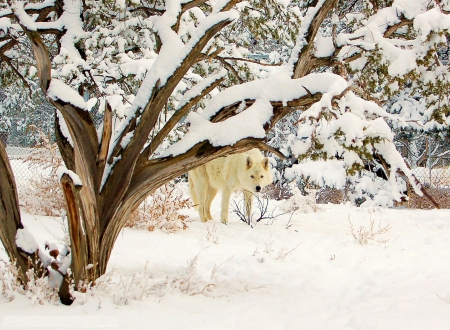 The White Wolf - trees, winter, predator, snow, wildlife