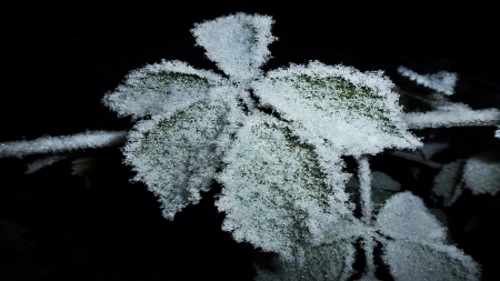 frost - winter, nature, wp, frost