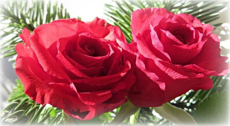 â™¥ Red Rosees â™¥ - red, flower, roses, flowers, nature