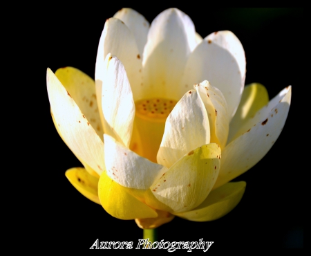 Flowing water lily - flowers, lakes, nature, other