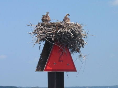 Osprey nest - osprey, bouy, birds, nest