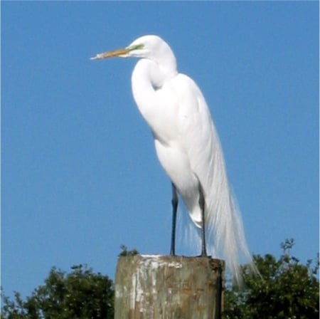 Egrit - florida, egrits, birds, pier