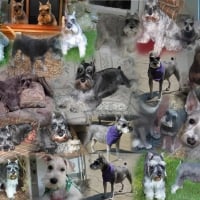 schnauzer collage