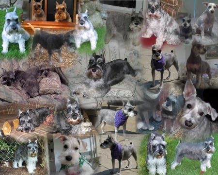 schnauzer collage - dogs, mini schnauzers, dog collage, schnauzers