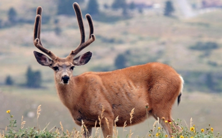 Deer - animal, photo, Deer, horn