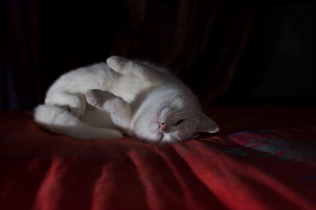 Cat - pretty, cat face, sleepy, paws, kitten, cats, face, sleeping, hat, beautiful, beauty, lovely, sweet, cat, cute, animals, kitty