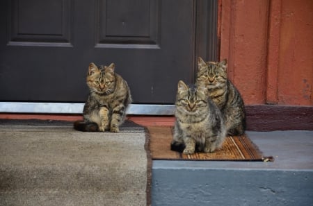 Family - pretty, cat face, sleepy, paws, kitten, cats, face, sleeping, hat, beautiful, beauty, lovely, sweet, cat, cute, animals, kitty