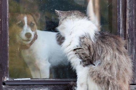 Cat and dog - sleepy, cute, beautiful, cat, sleeping, kitty, cats, hat, cat face, paws, face, animals, pretty, beauty, sweet, kitten, lovely